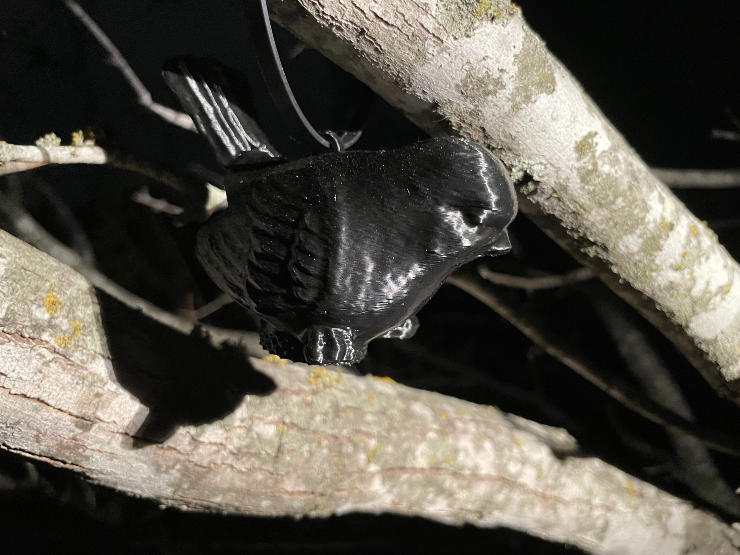 Blackbird Singing In The Dead Of Night – Geocaching While Black